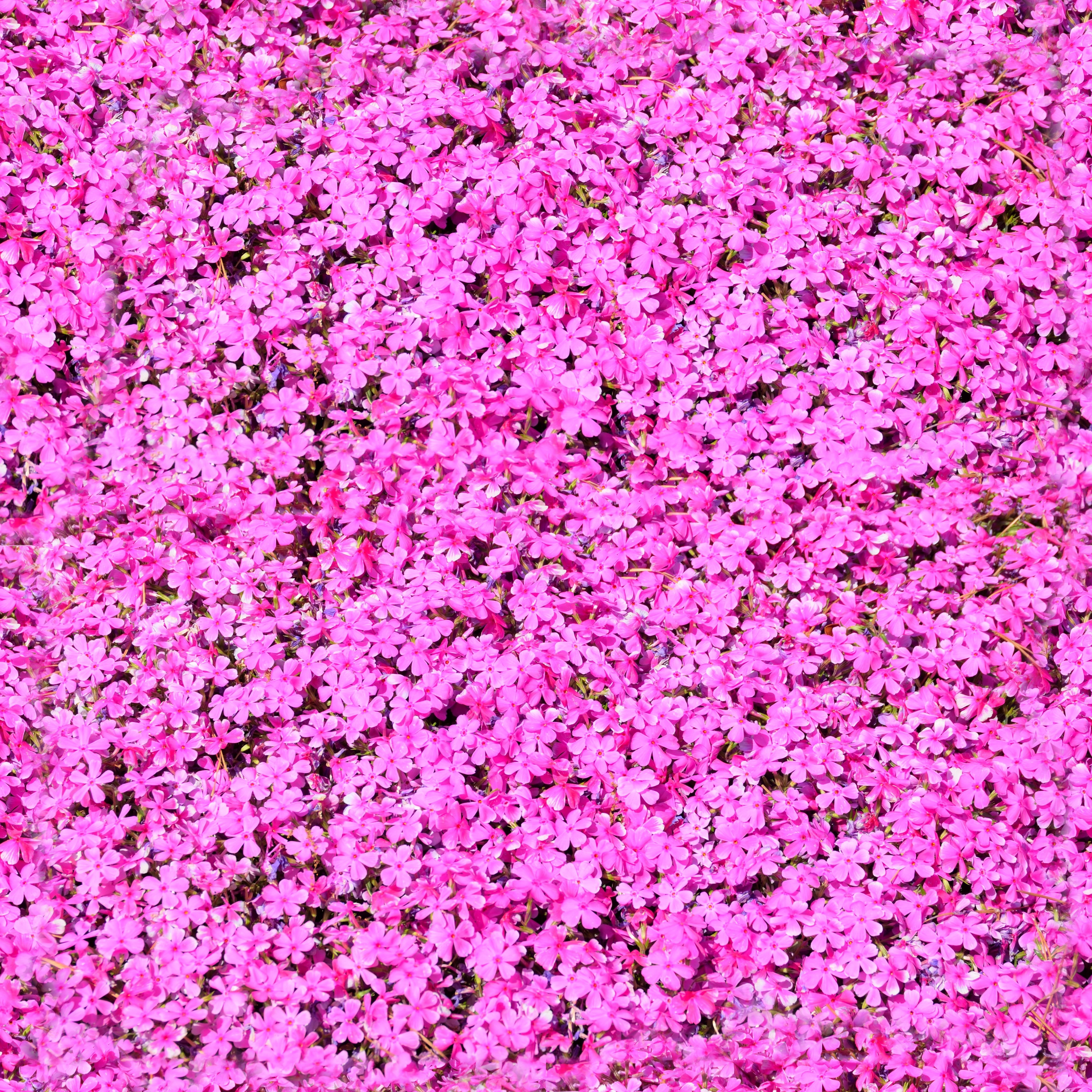 Pink flowers - Download Royalty Free Texture