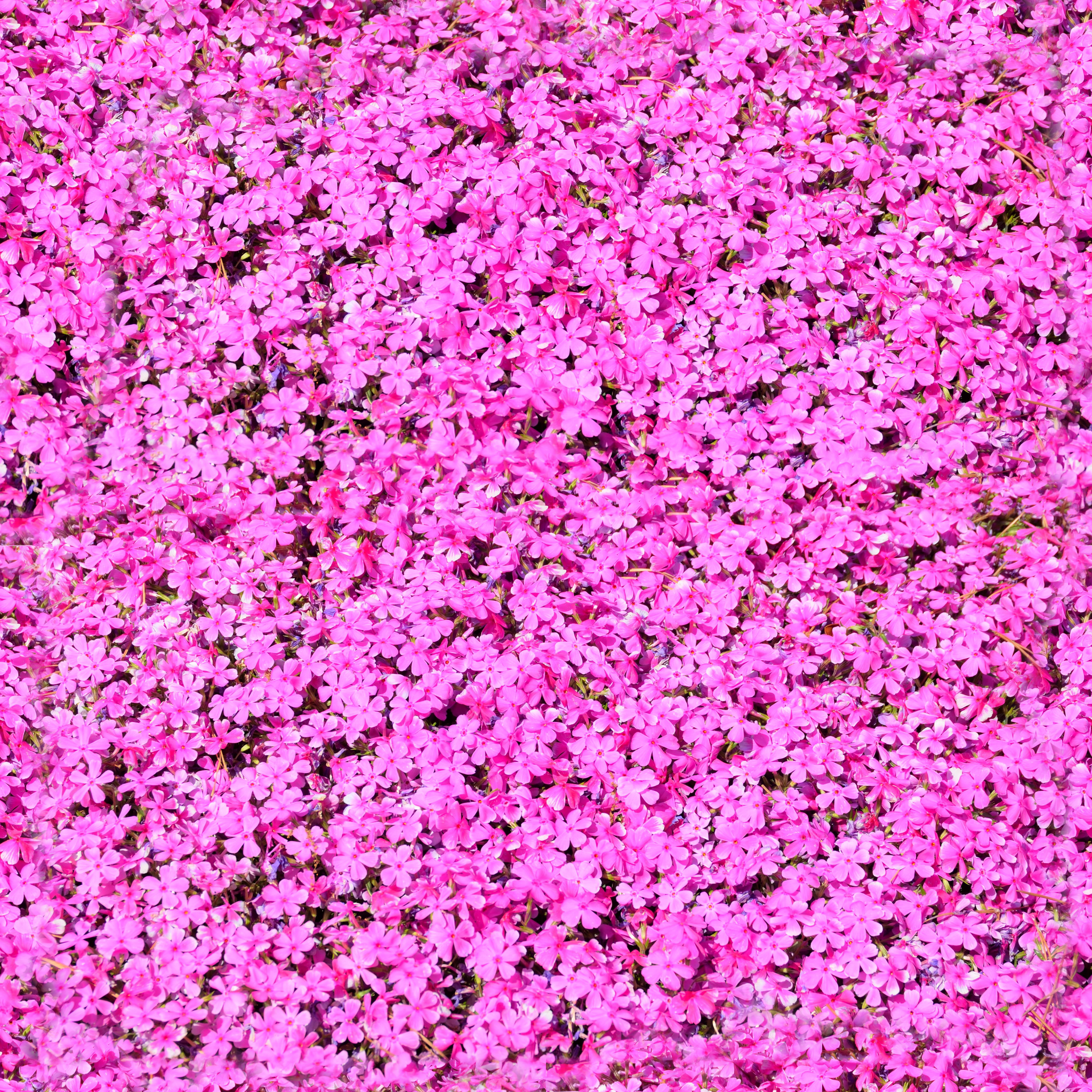 Pink flowers - Download Royalty Free Texture
