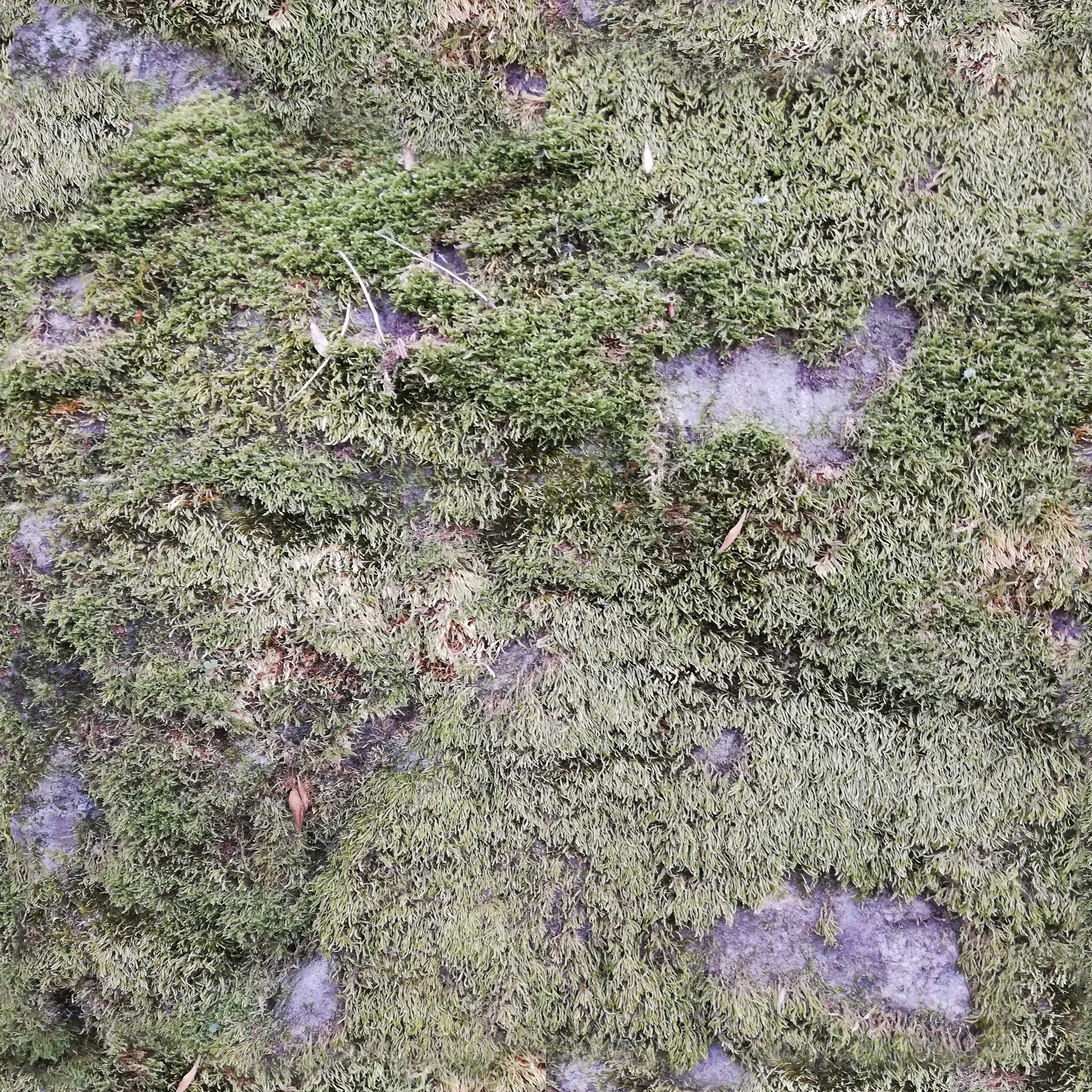 DIY Reindeer Moss Panels- Interior Wall Features – Moss Acres