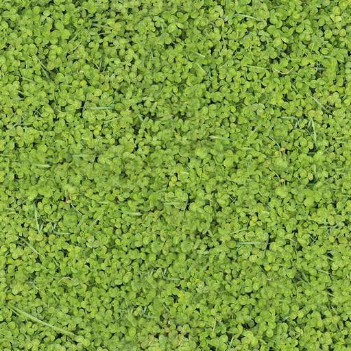 1024 x 1024 seamless pot grass tileable clover pattern Clover grass free texture