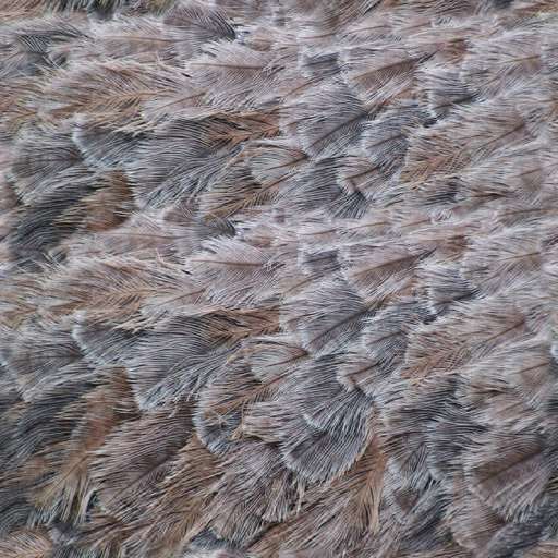 4096 x 4096 seamless pot tileable feather animal bird pattern Bird feathers free texture